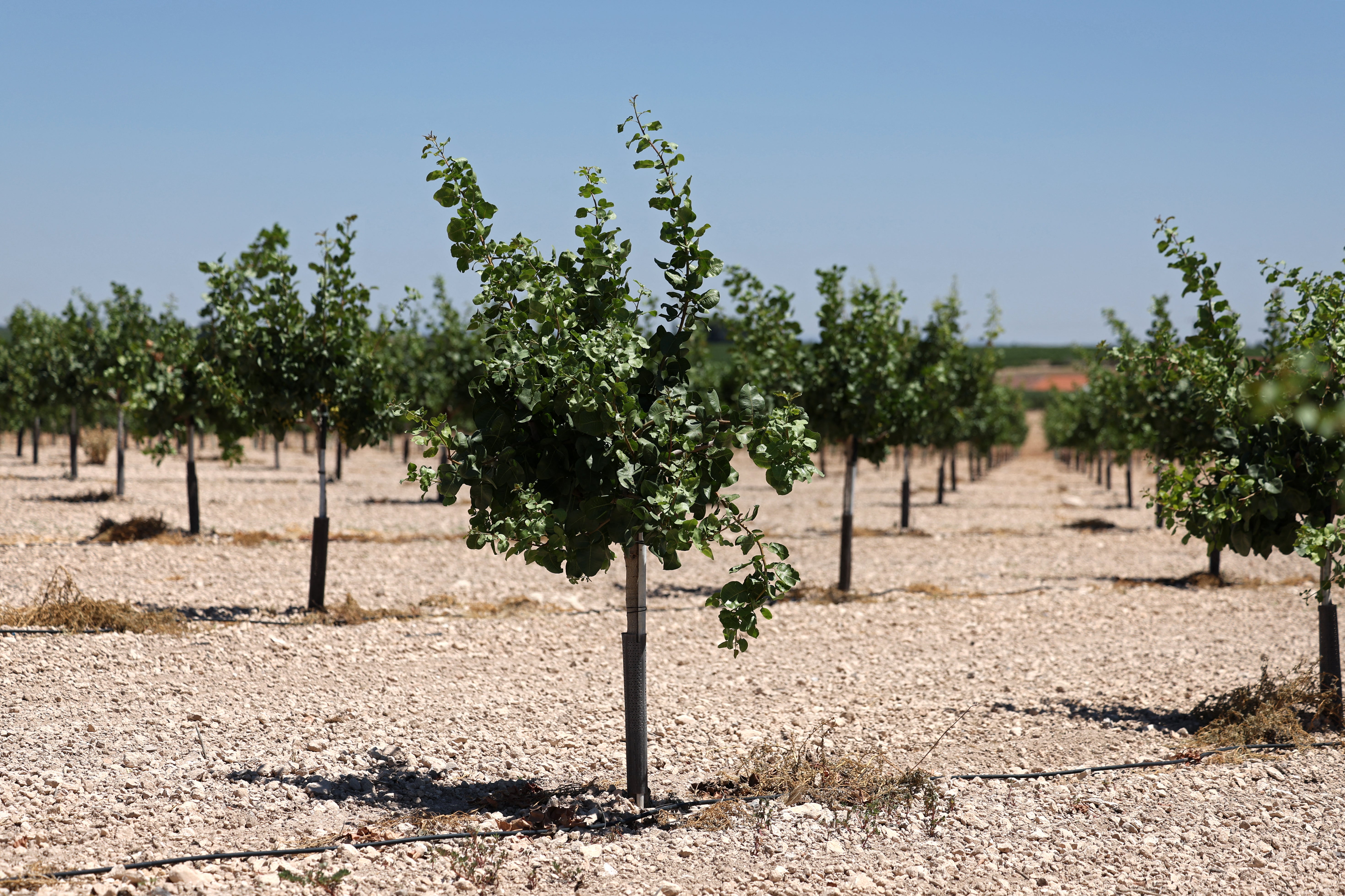 A field of pistacho trees growing in a very dry field in Daimiel, in the Castilla La Mancha region