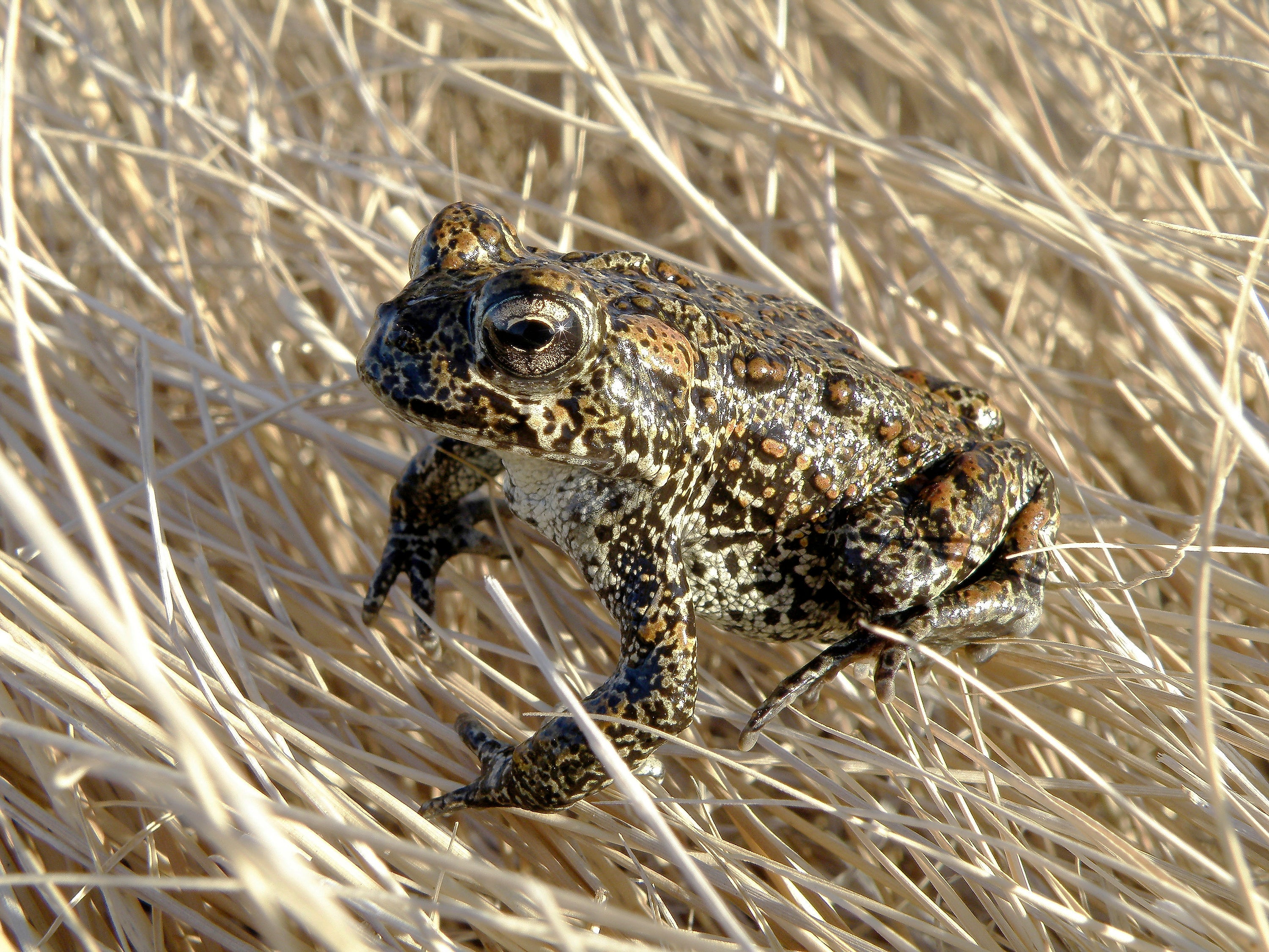 Endangered Toad Geothermal Power