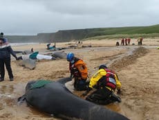 Gaelic lullabies and ‘bodies everywhere’: How the UK’s deadliest whale stranding in decades unfolded