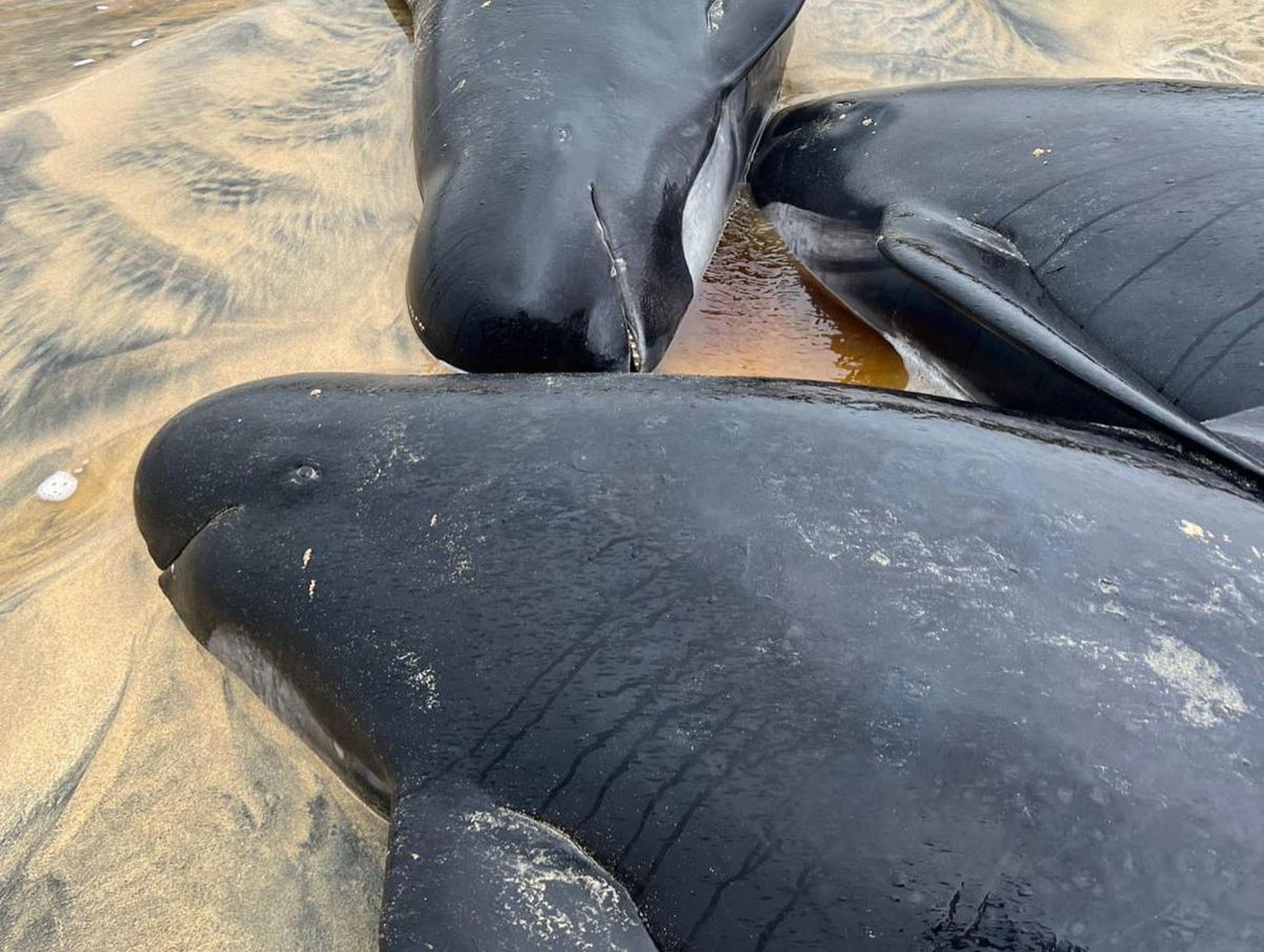 The mass stranding has been described as the ‘biggest one ever’ in Scotland