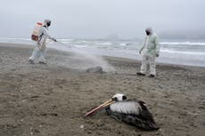 Dozens of cats in Poland had bird flu but the risk to people is low, the UN health agency says