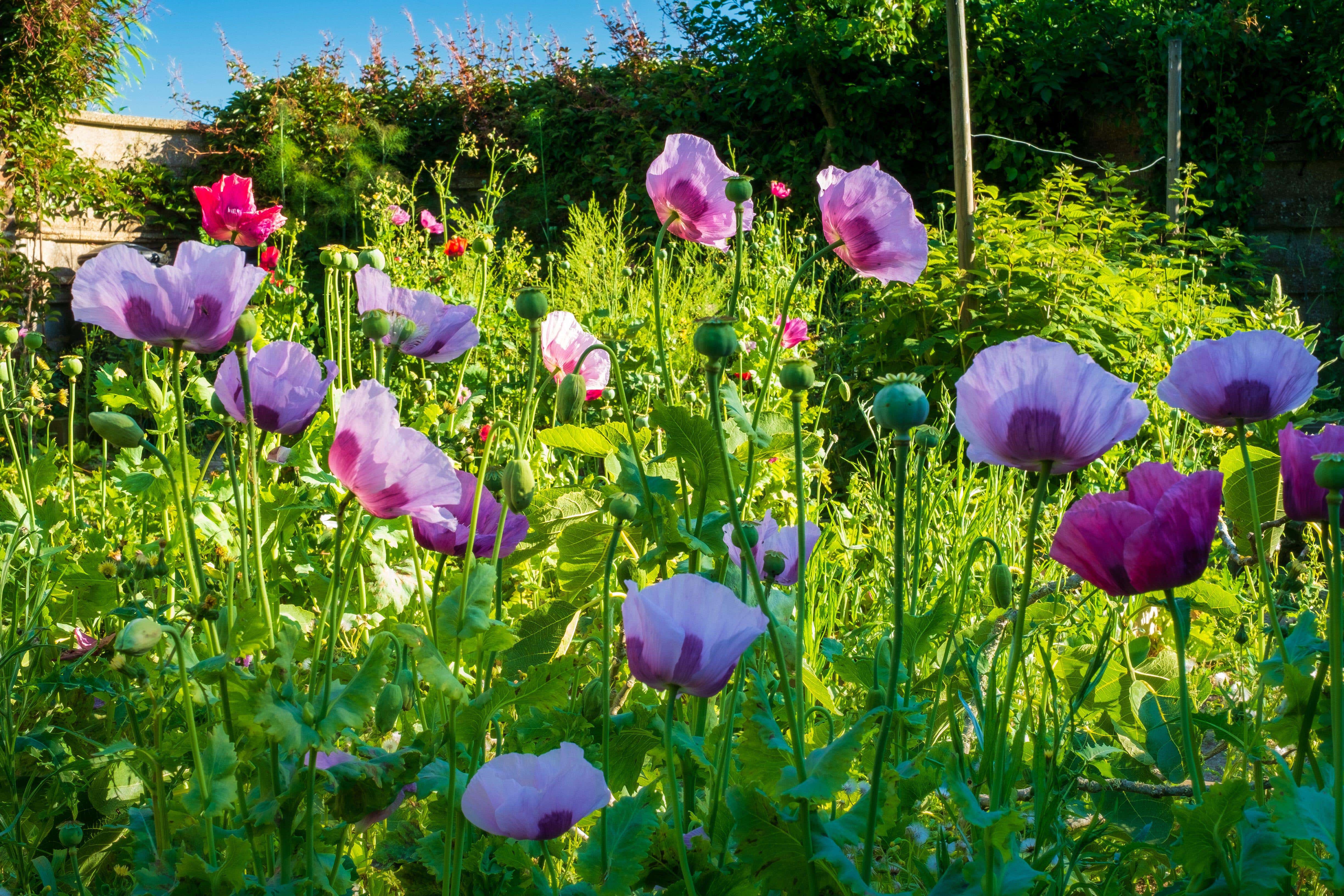 There are different definitions of rewilding, according to the RHS (Alamy/PA)