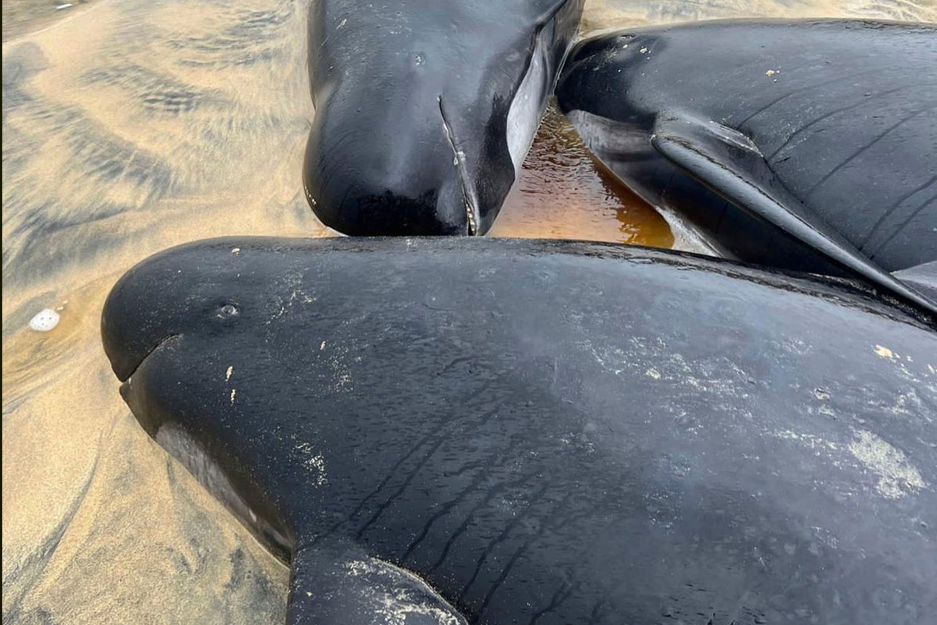 Britain Stranded Whales