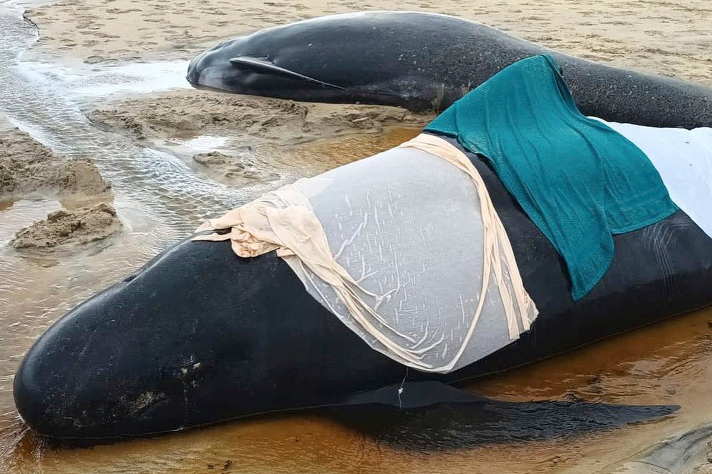 Britain Stranded Whales