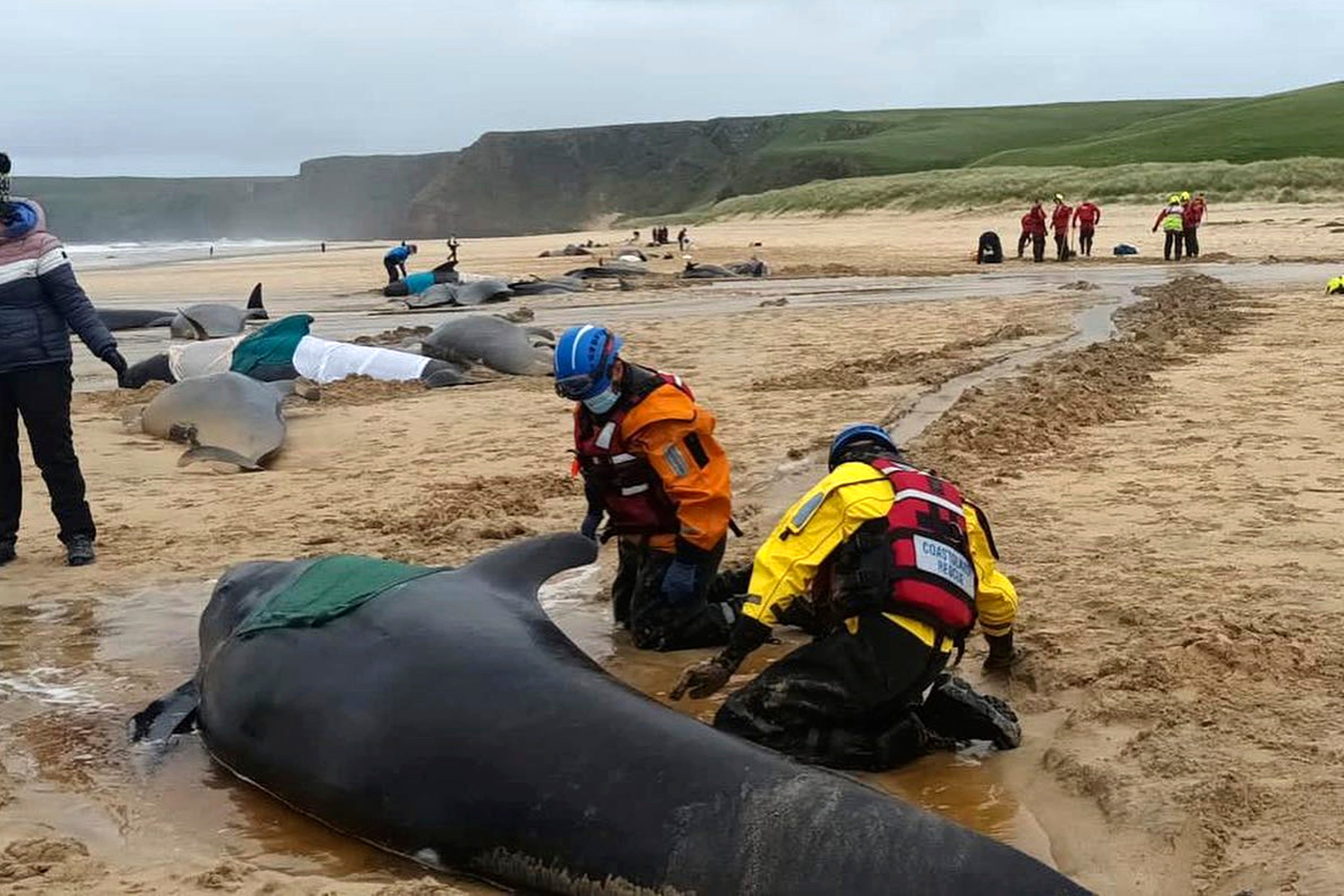 Channels of water were dug by the coast guard and sandbanks built to keep the whales upright