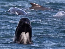 Cruise line apologises after passengers witness dozens of pilot whales being slaughtered