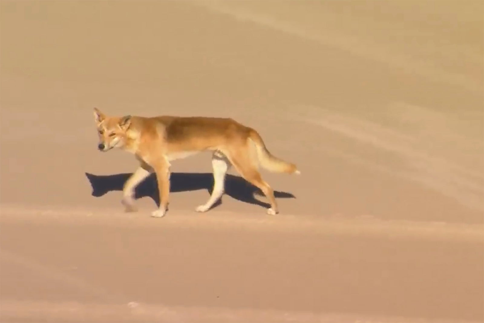 Australia Dingo Attack