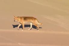 Dingoes attack a woman jogging on Australian island beach and leave her hospitalised