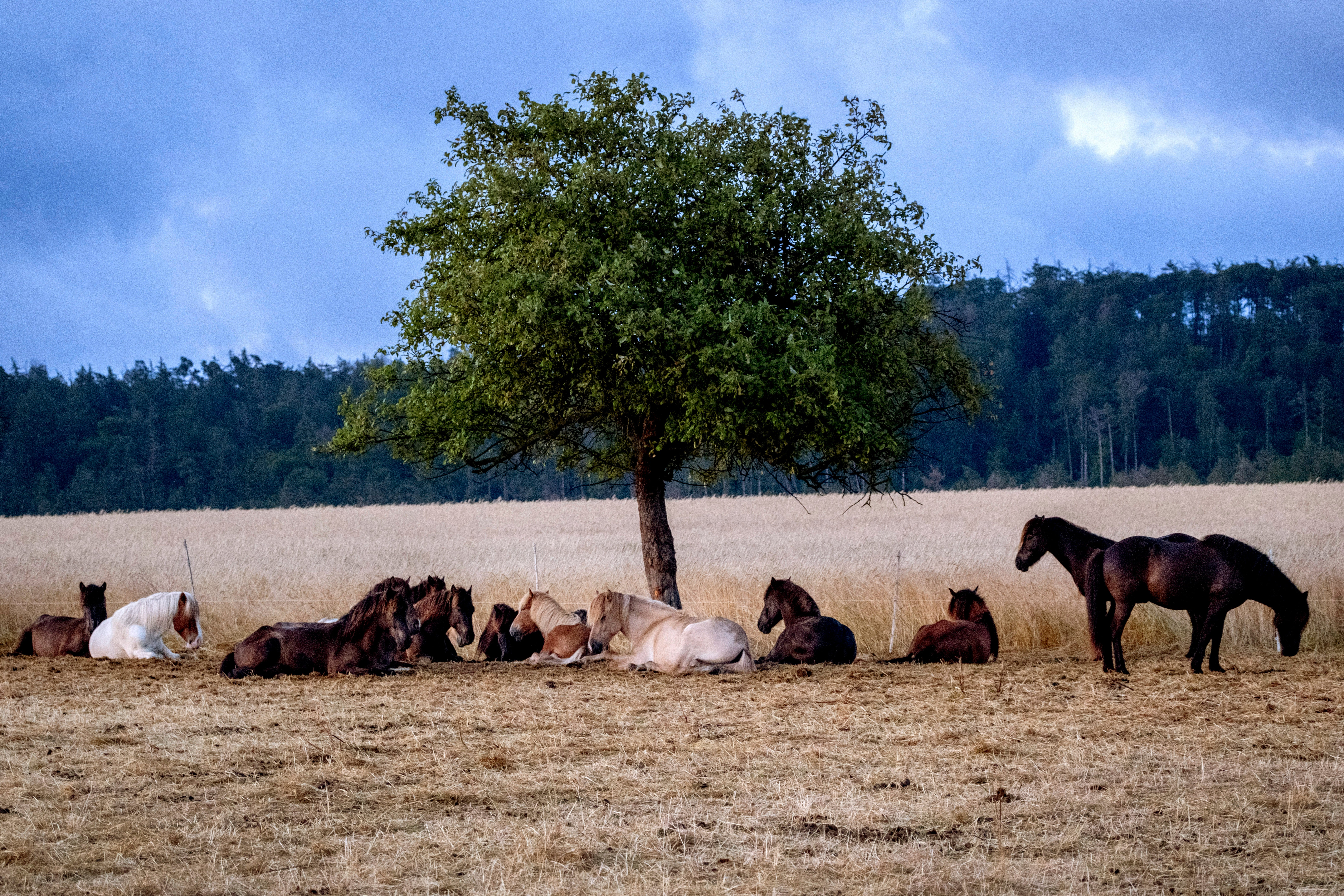 Germany Siesta