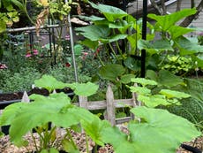 How to extend the growing season in your garden and get multiple veggie harvests