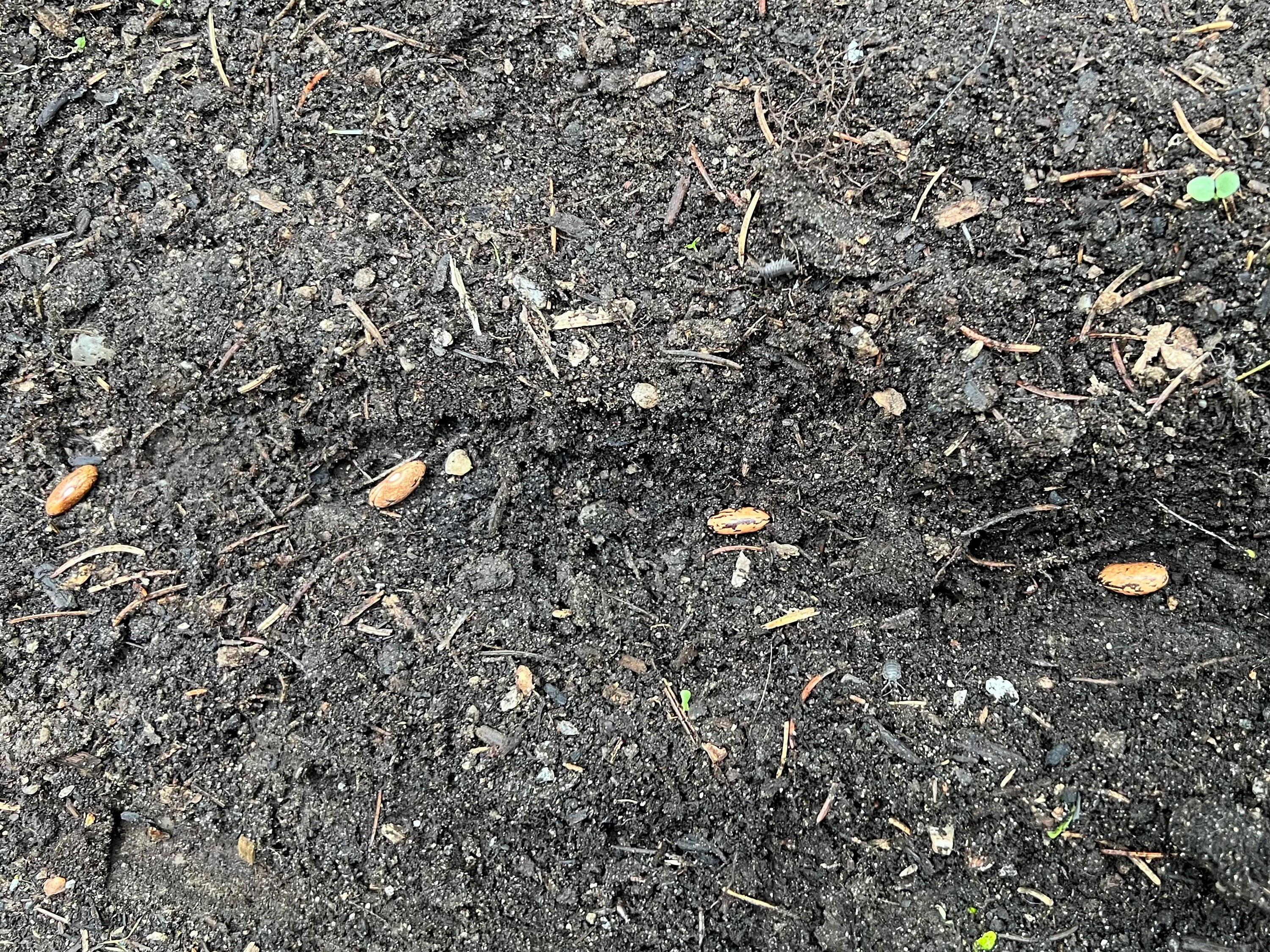 Gardening Succession Planting