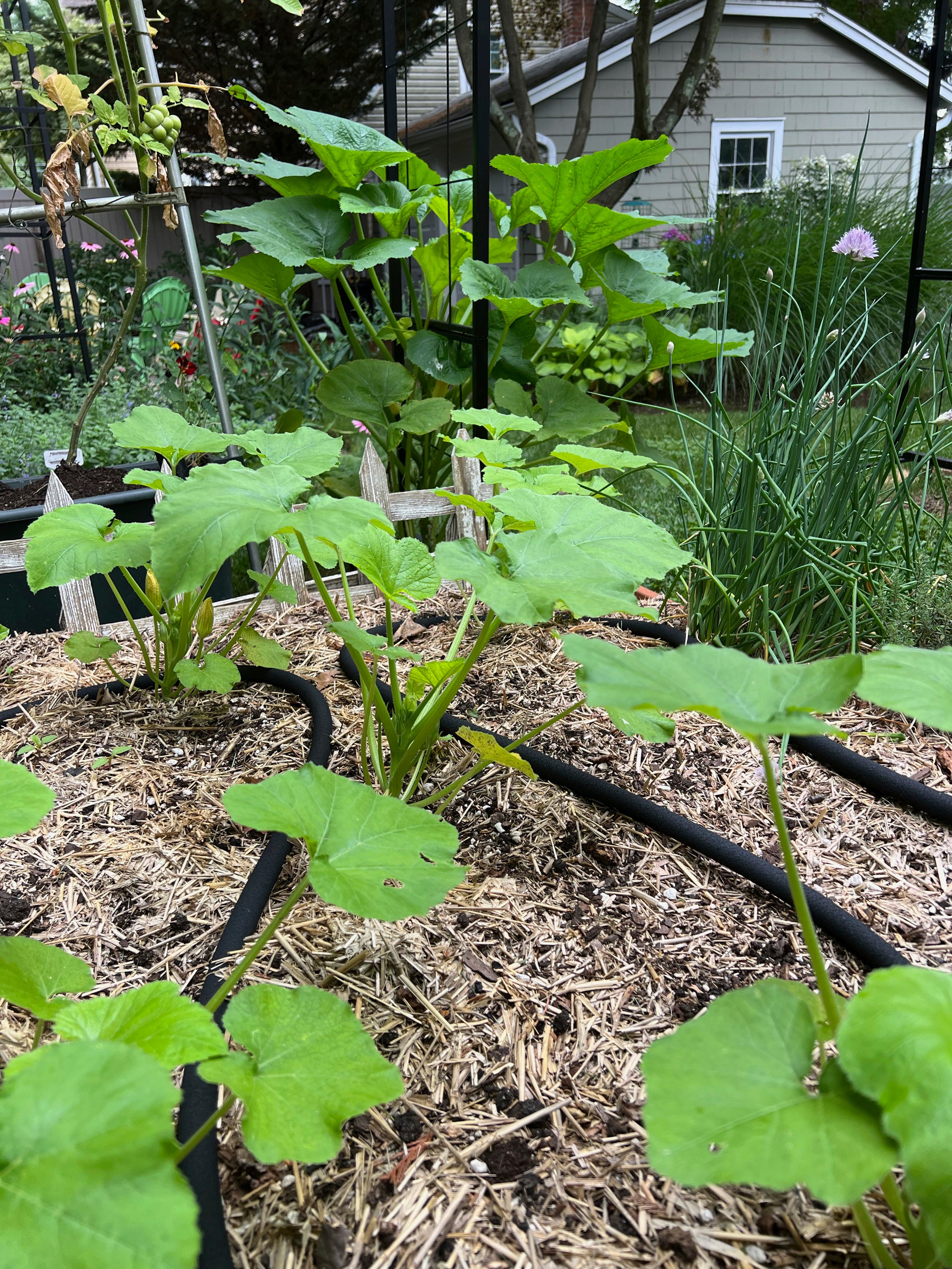 Gardening Succession Planting