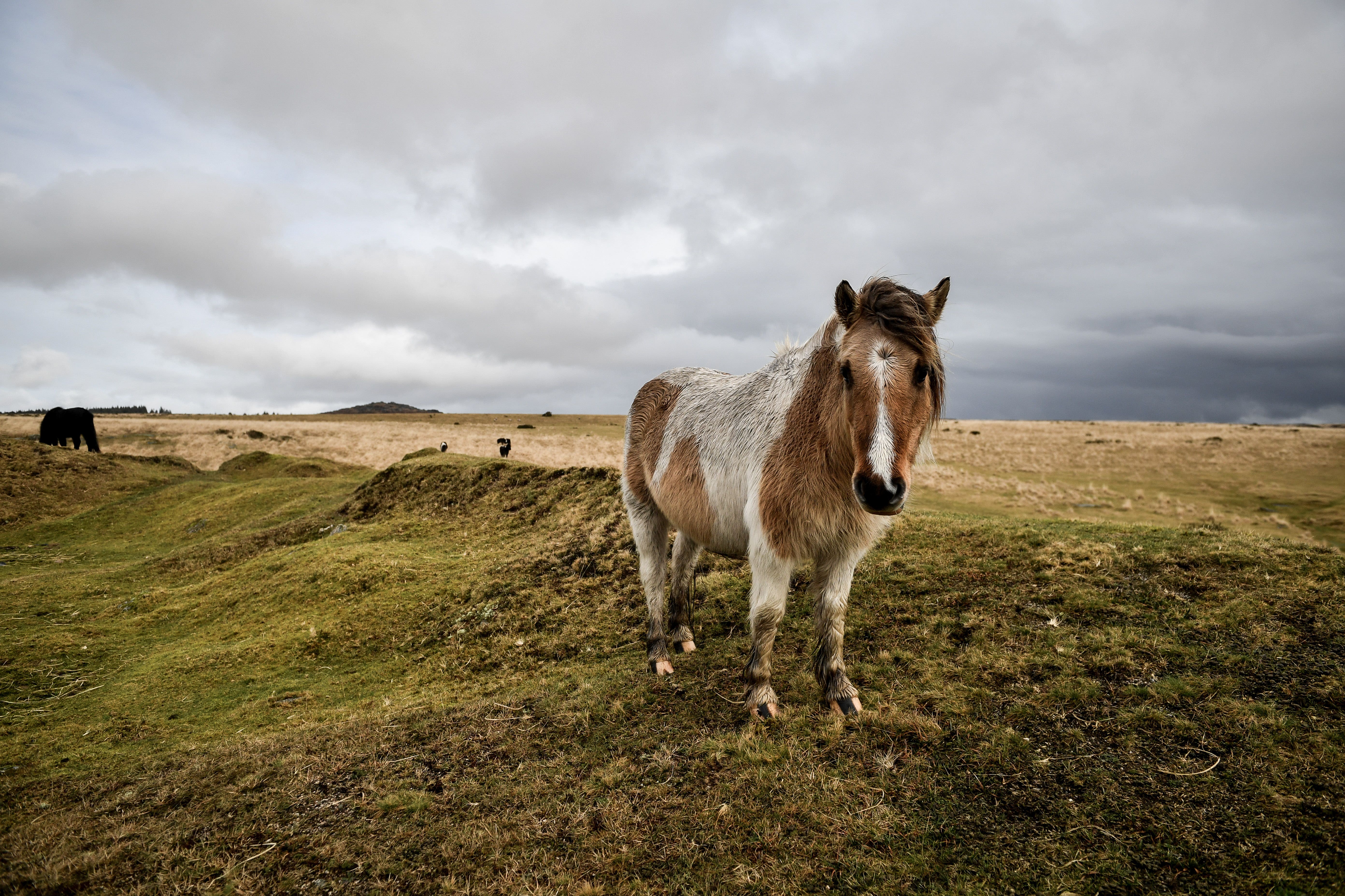 Dartmoor National Park, designated in 1951, covers a 368-square mile area (Ben Birchall/PA)