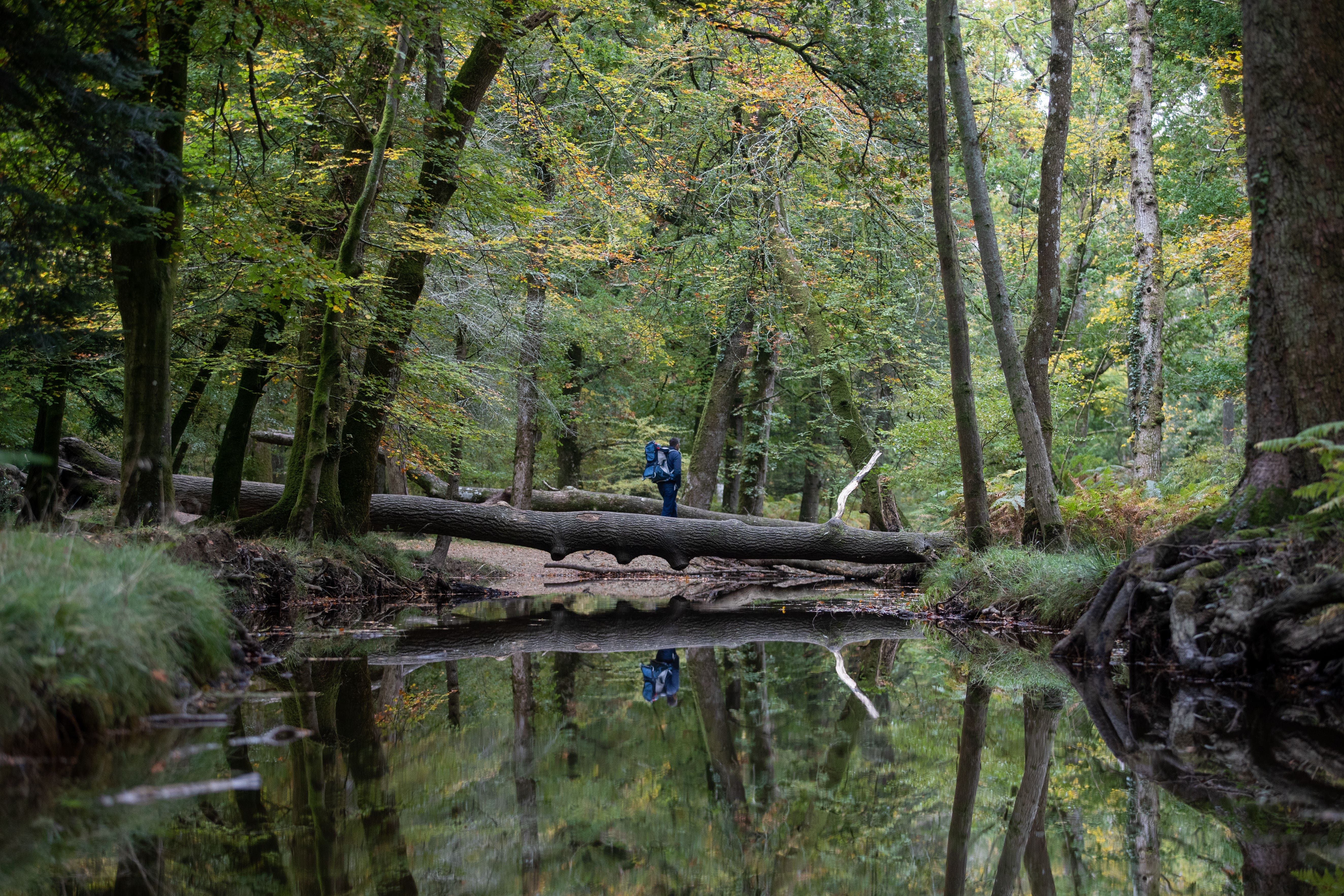 Creating new woodland is essential to the recovery of nature, a key environmental goal for Government (Andrew Matthews/PA)