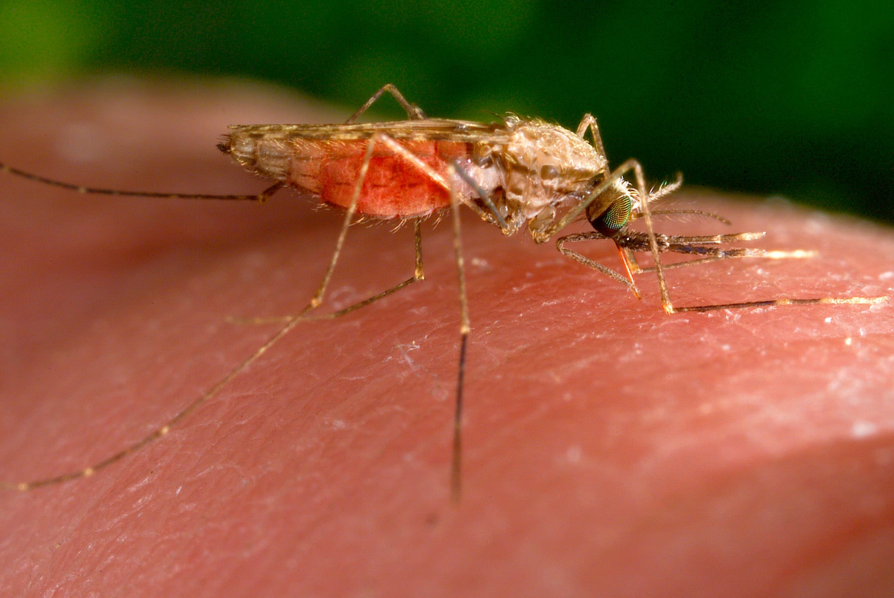 A locally acquired malaria case has been found in Arkansas, the state Department of Health said