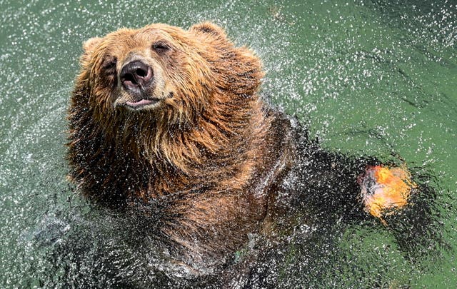 <p>A brown bear cools off in a pool at the Rome Zoo during a heatwave.</p>