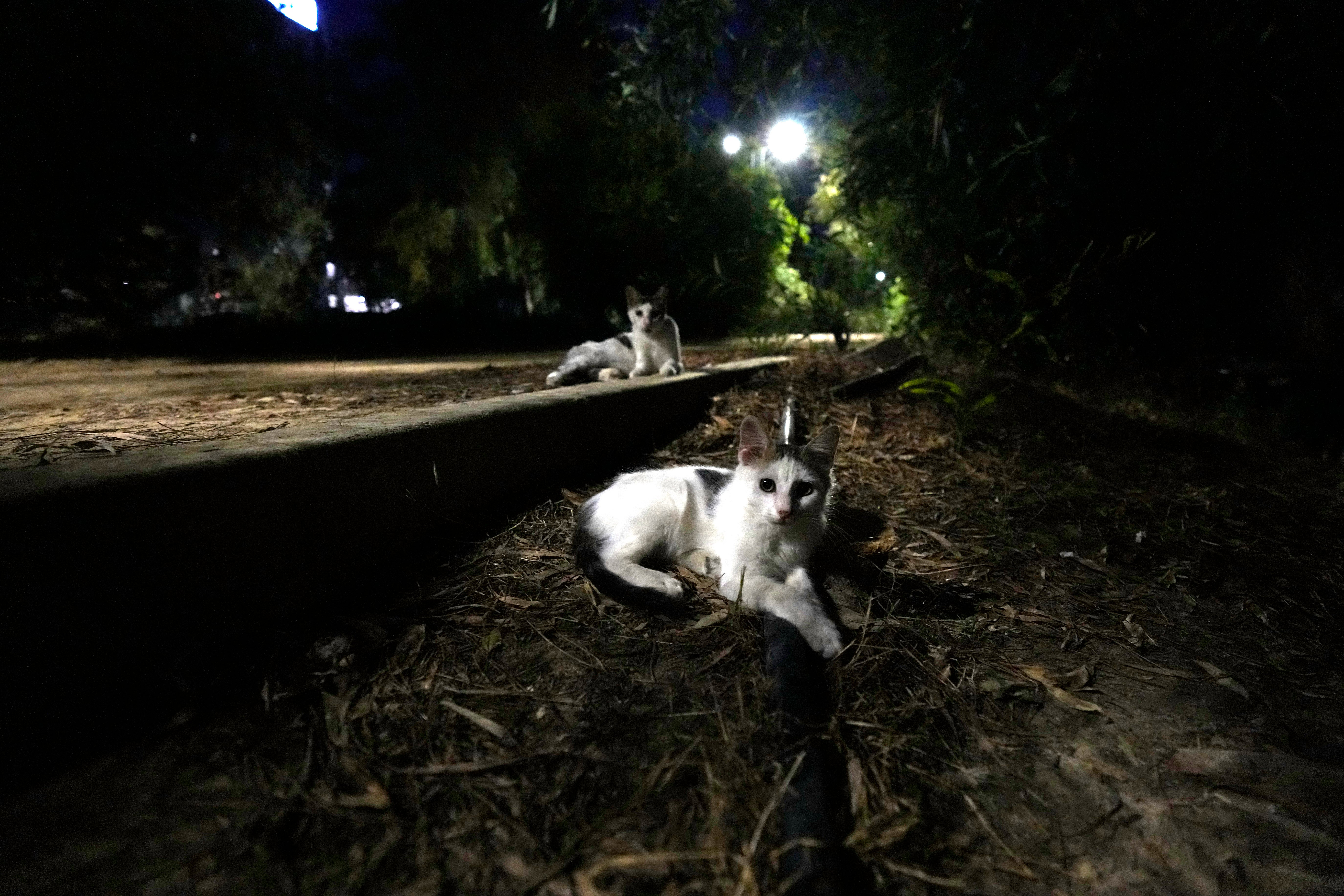 Cats in a shelter in Nicosia