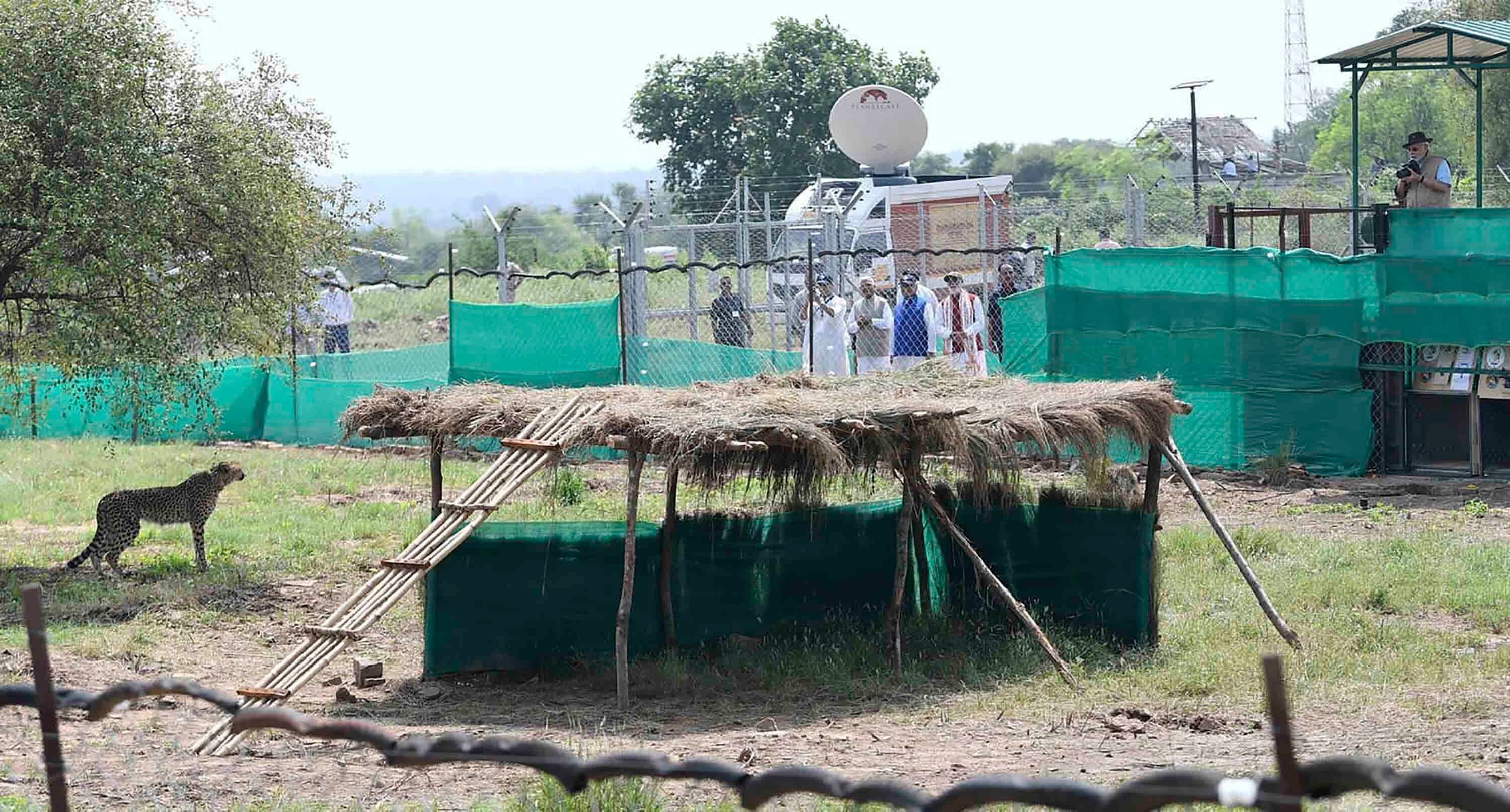 India Cheetah Deaths