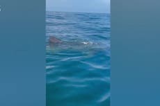 Whale shark swims up close to boat in extraordinary encounter off Florida coast