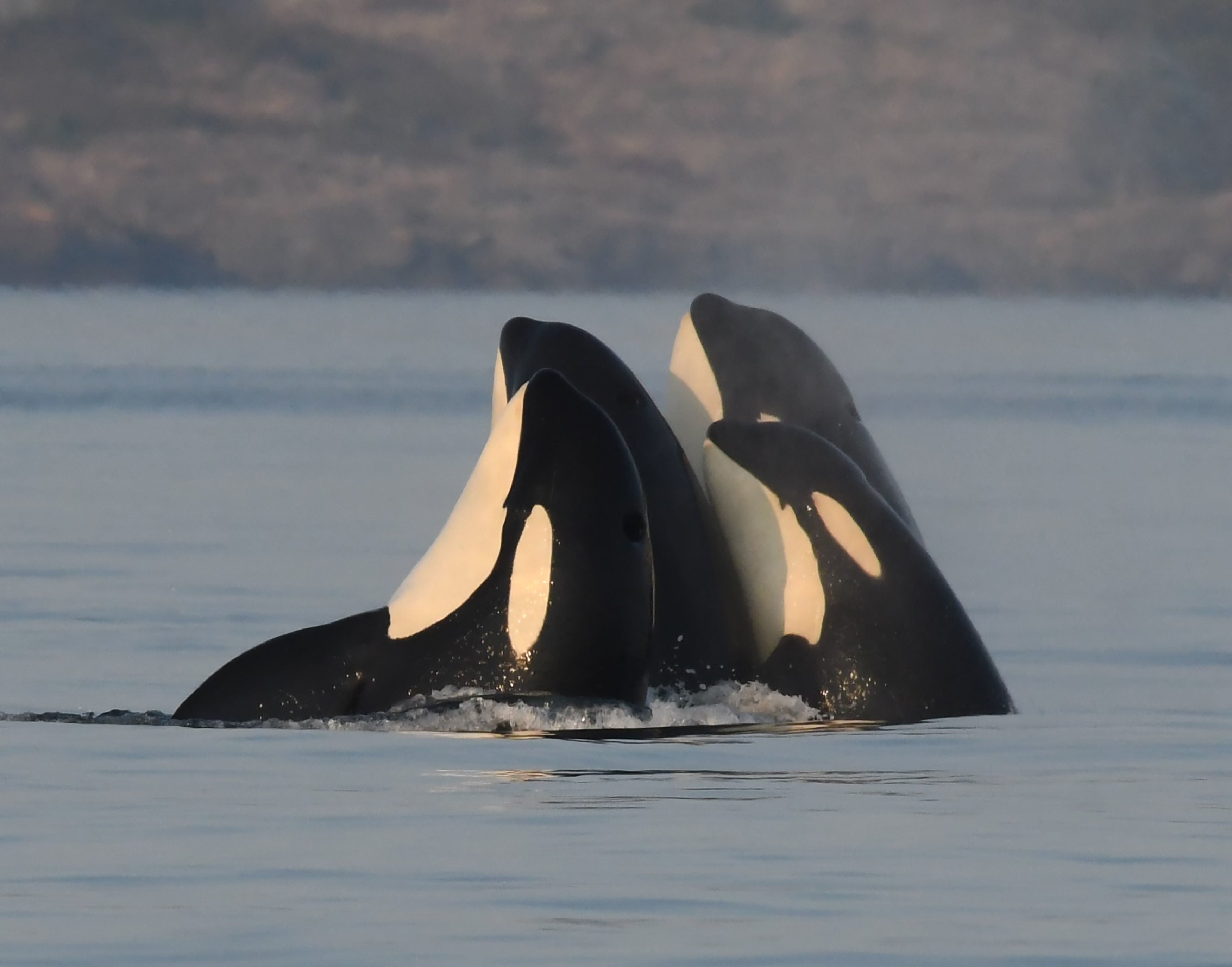 Killer whales are highly intelligent apex predators