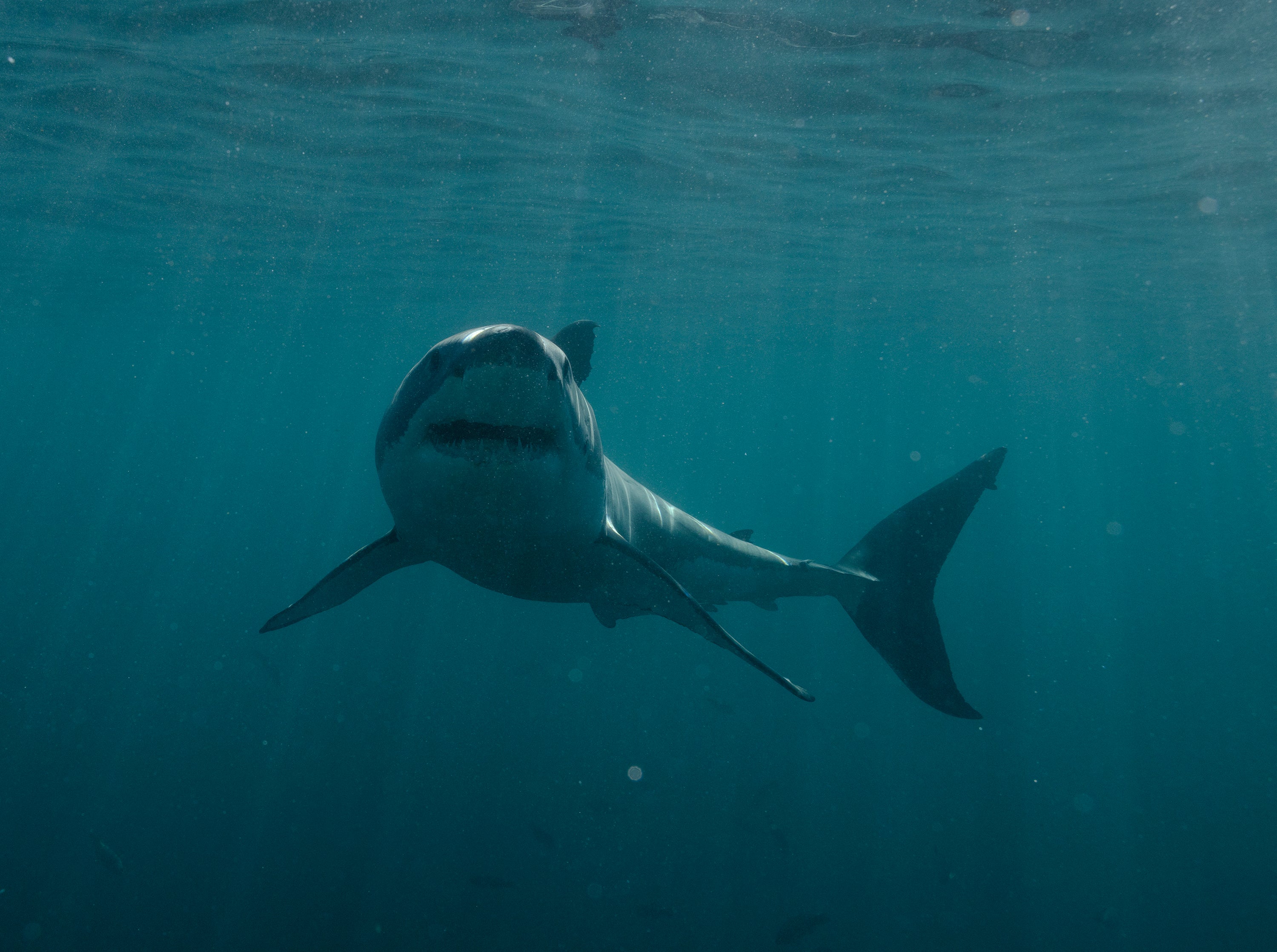 Sharks are better able to navigate currents than man-made devices