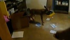 Police discover burglary ‘suspect’ is baby deer hiding in basement