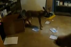 Police discover burglary ‘suspect’ is baby deer hiding in basement