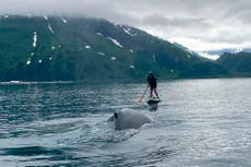 See how an Alaska paddleboarder escaped a close encounter with a humpback whale