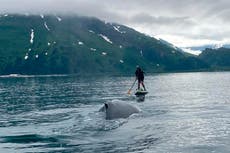 See how an Alaska paddleboarder escaped a close encounter with a humpback whale
