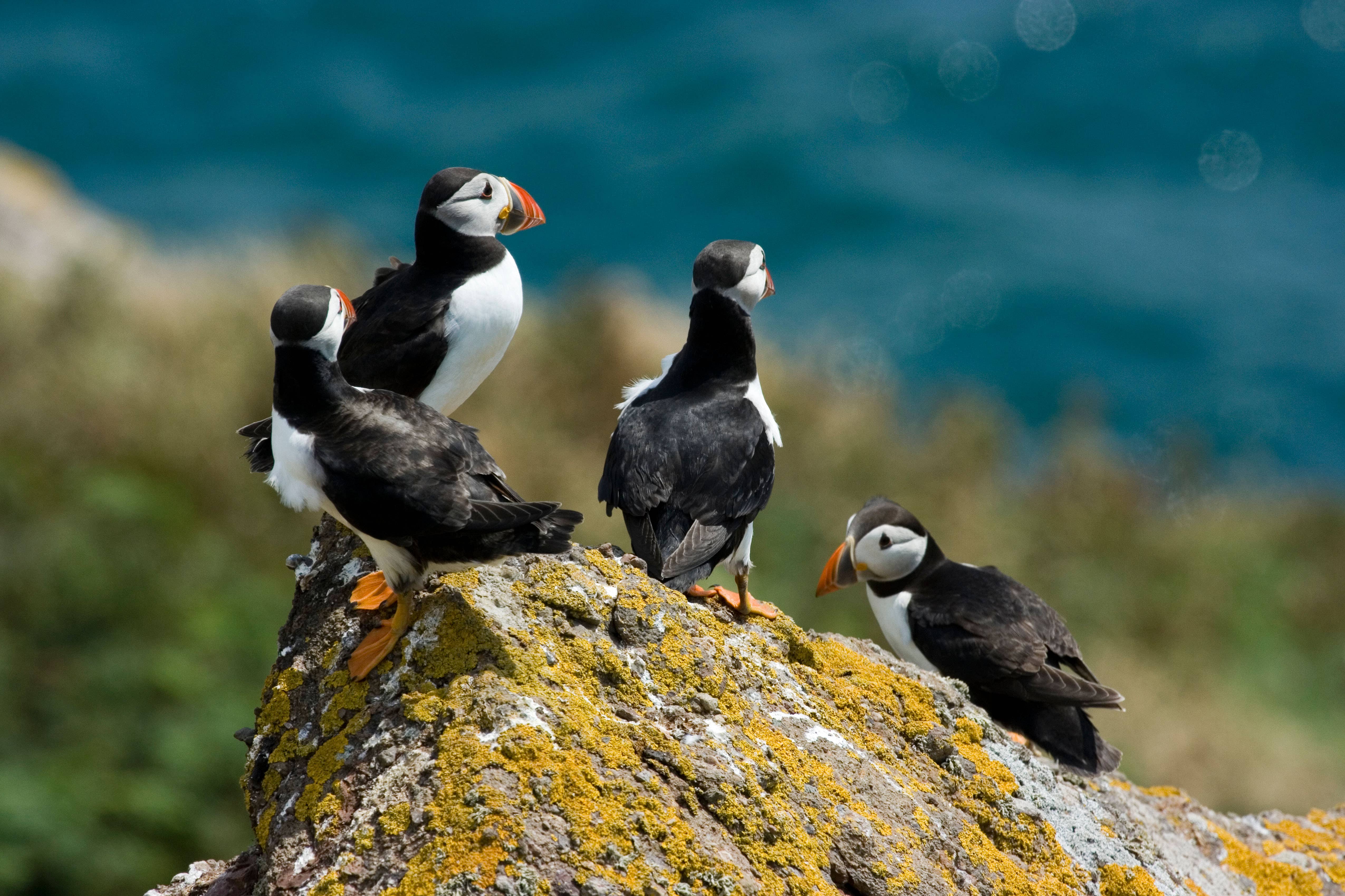 Atlantic puffins in Pembrokeshire (Alamy/PA)