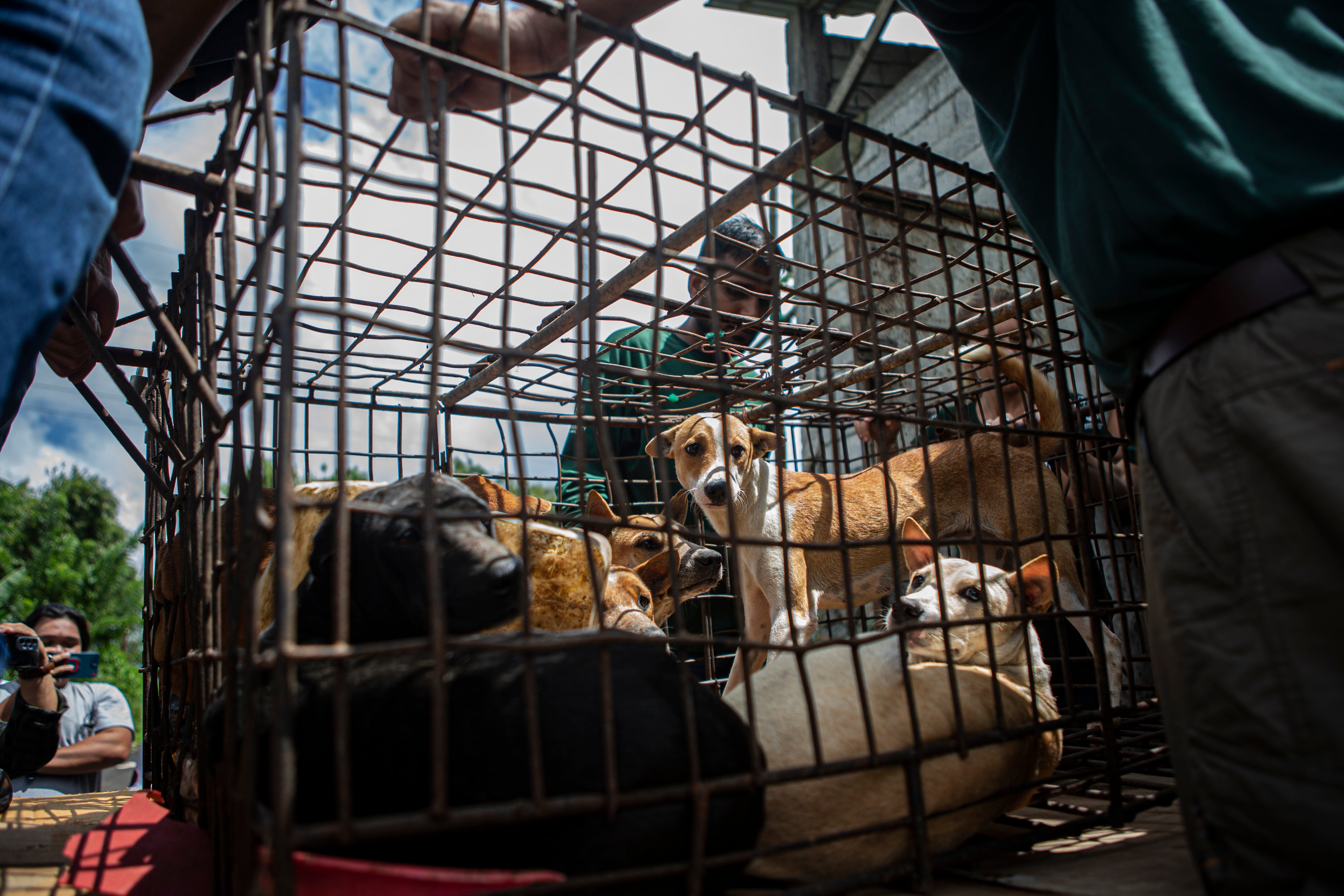 Indonesia Dog Meat Trade