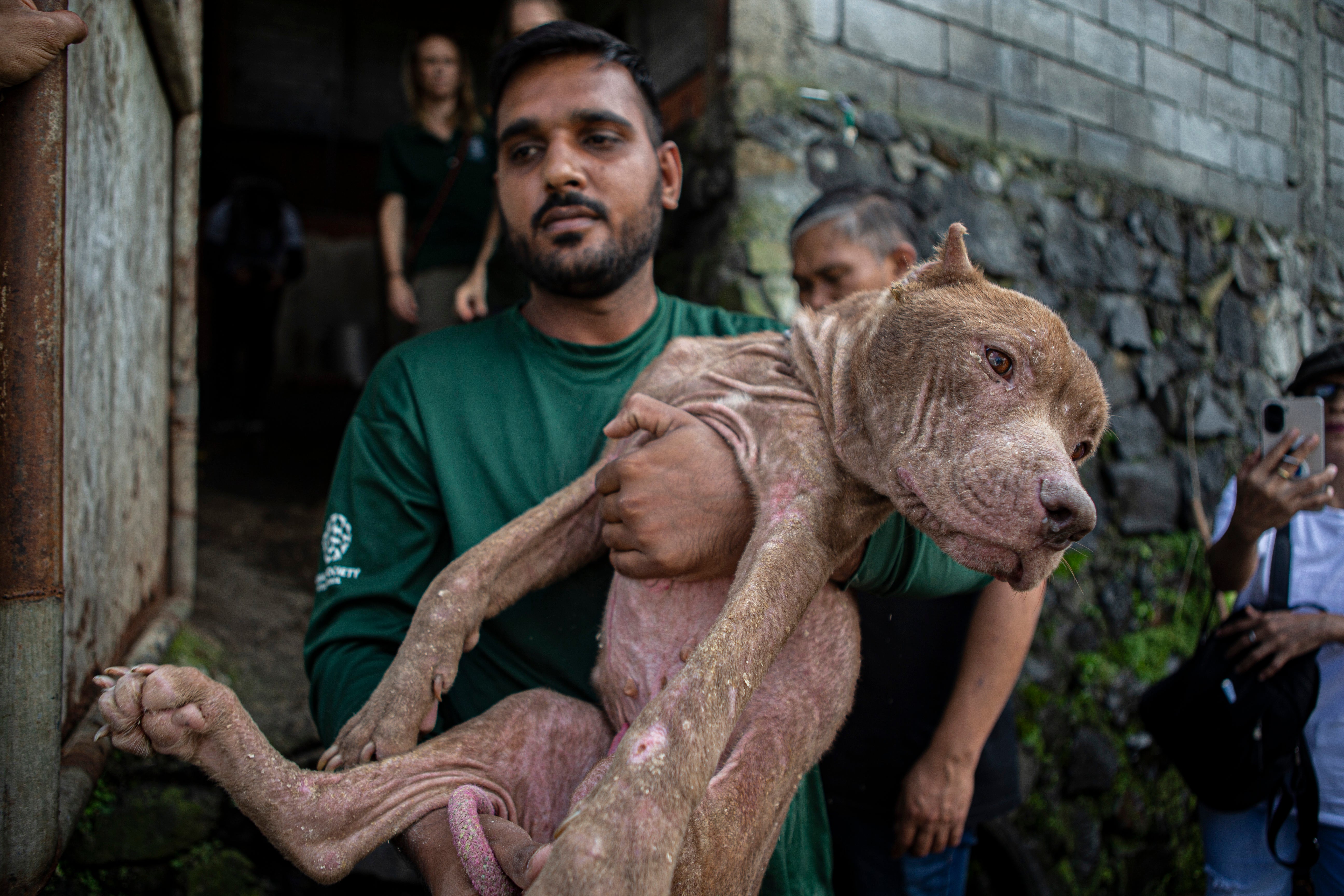 Indonesia Dog Meat Trade