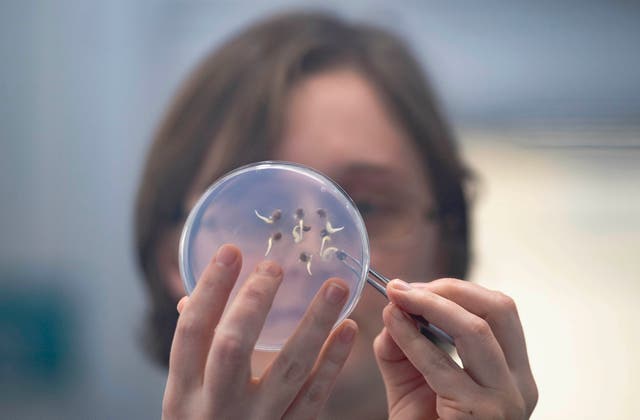 <p>A scientist examines germinating seed in a laboratory at the Kew Millennium Seed Bank in Wakehurst</p>