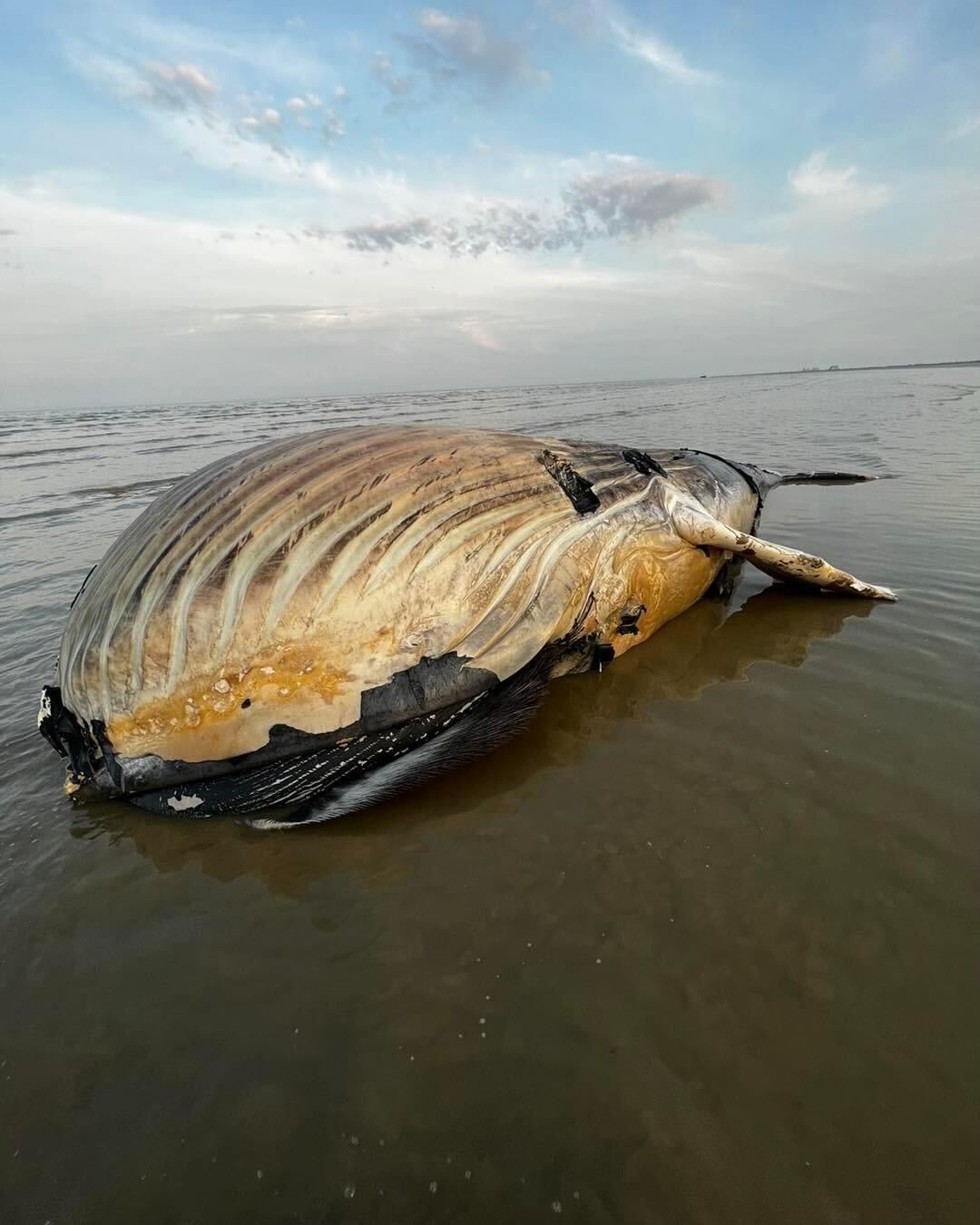 The minke whale carcass is 30ft long