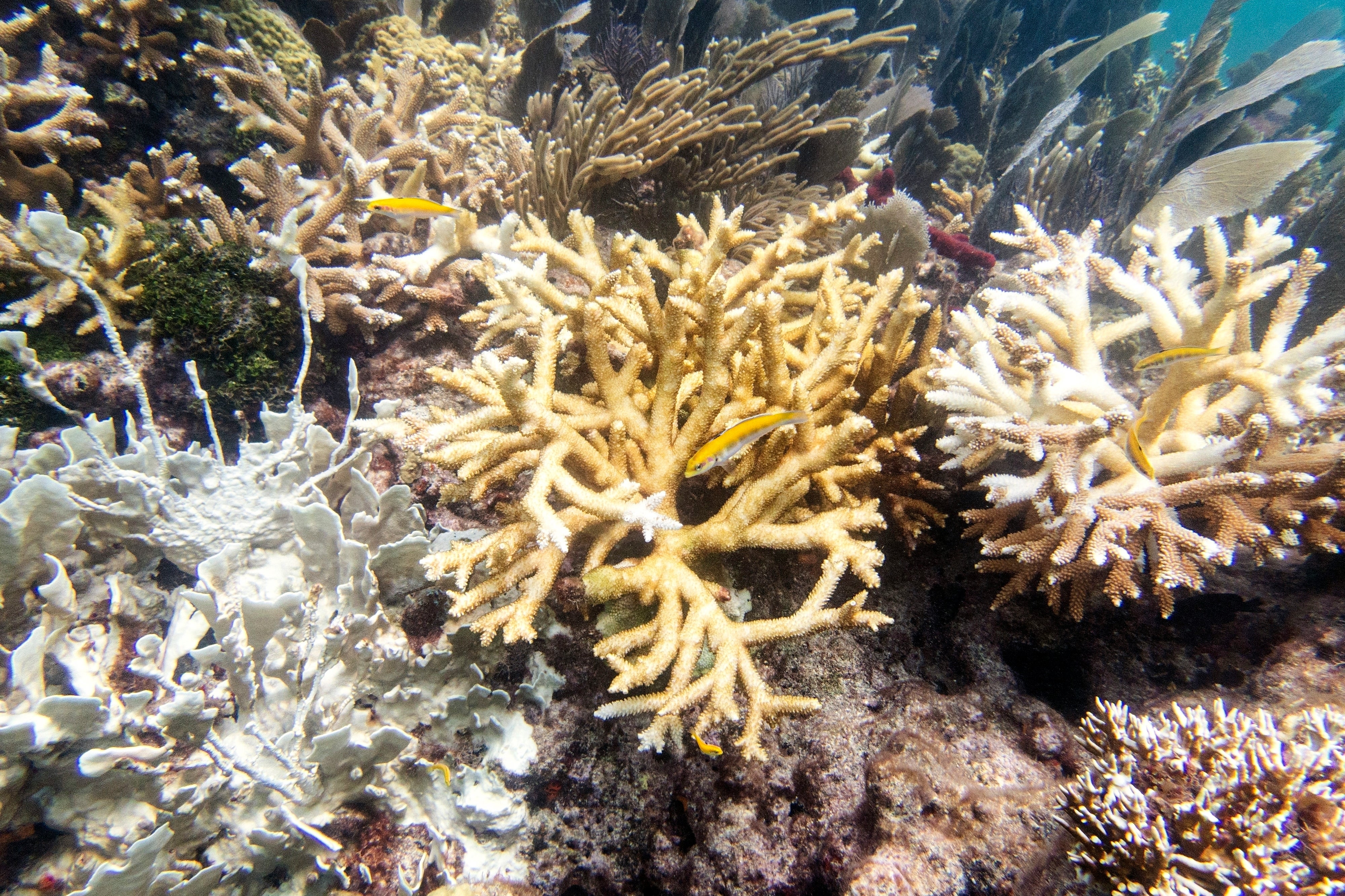 Coral Bleaching Florida