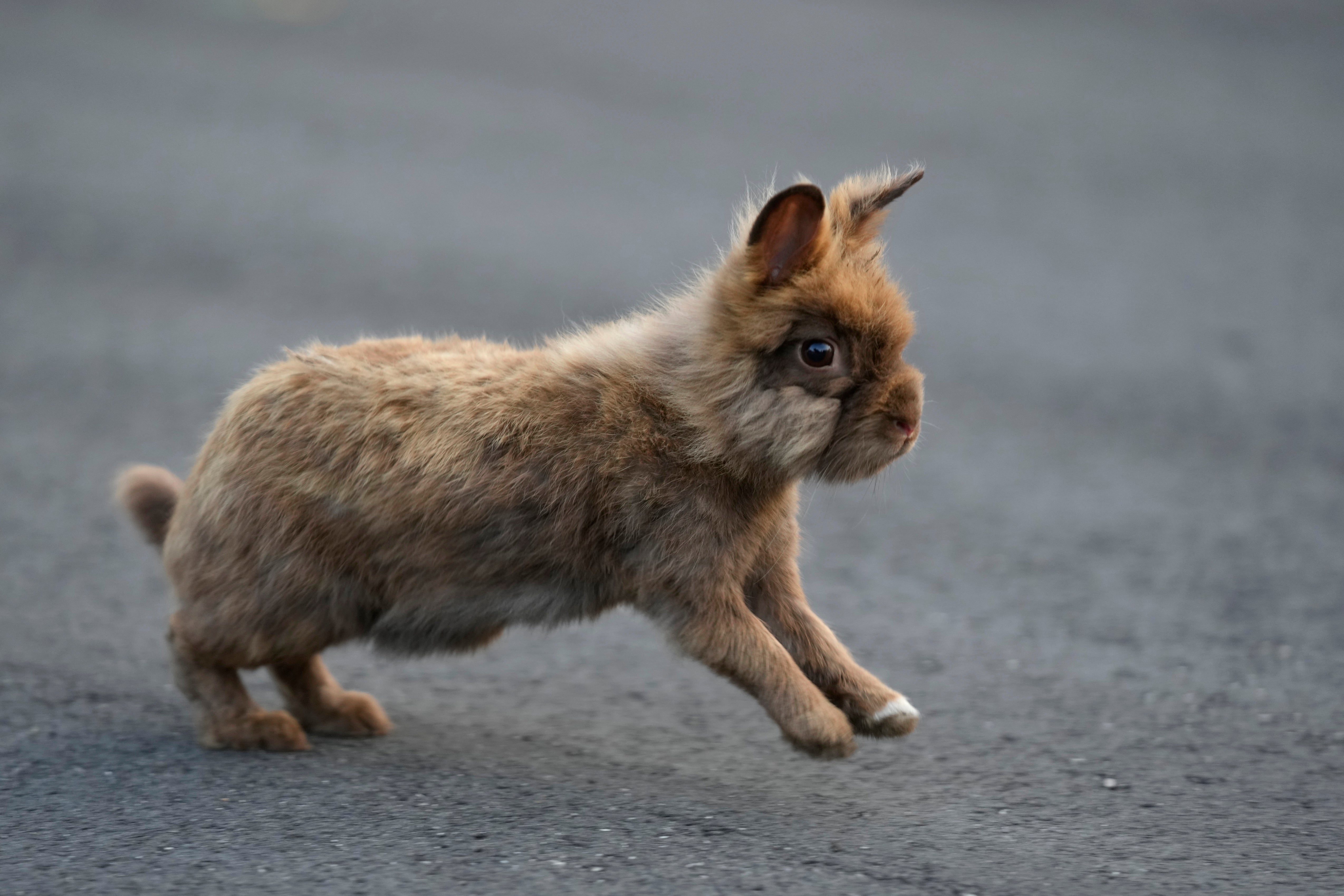 Invasive Rabbits Florida