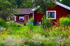 I became a ‘wild gardener’ – and it changed my life