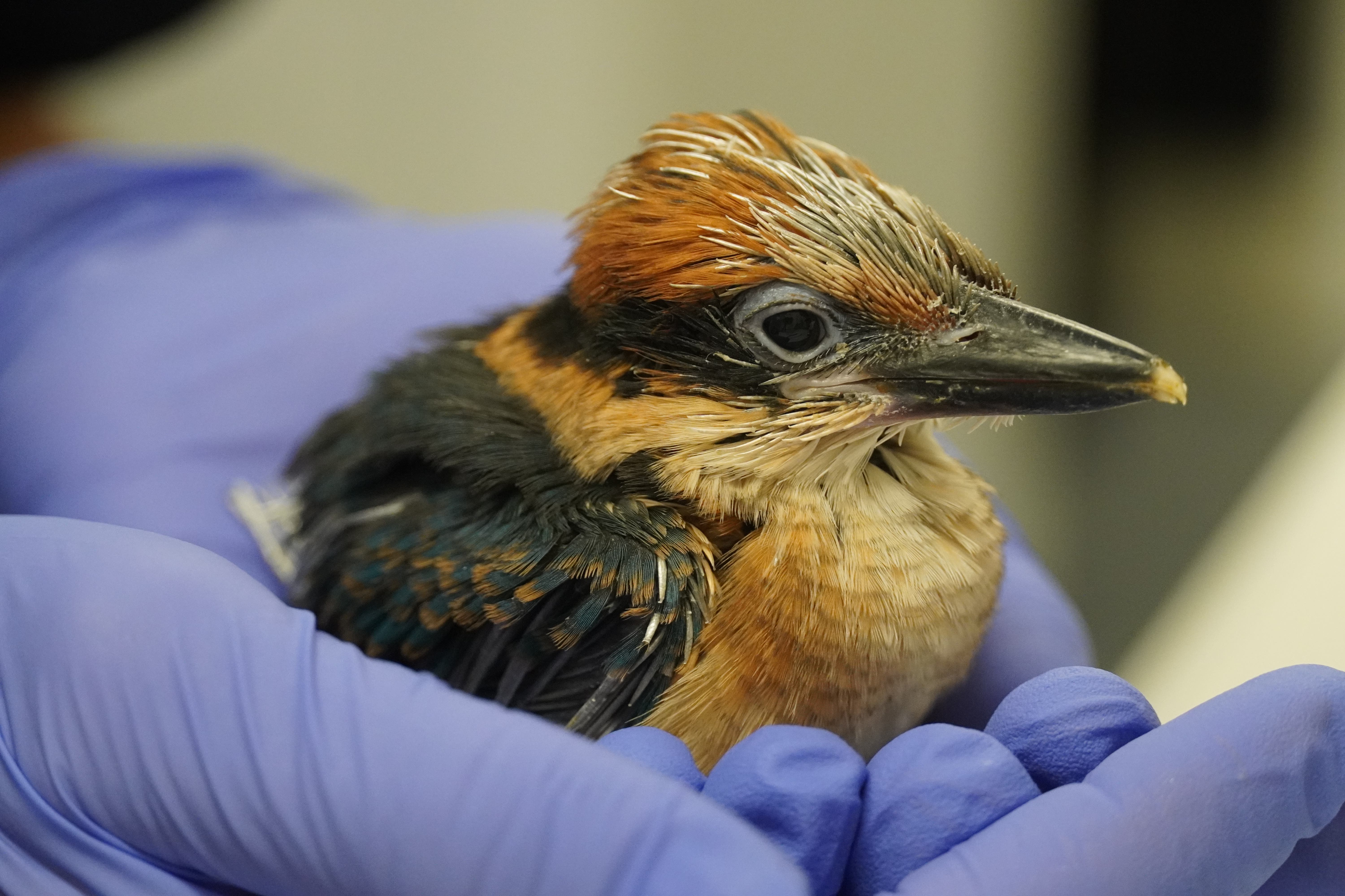 Guam kingfishers or siheks are nearing extinction, but are to be released back in the wild as part of a project to grow the population (Thomas Mangloña/KUAM News)