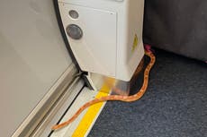 Snakes on a train: Commuter panic as stowaway reptile causes chaos