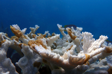 Abnormally high temperatures in Florida waters causing coral reef die-off