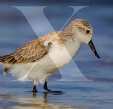 WWF capitalizes on death of Twitter bird logo to highlight real species facing extinction