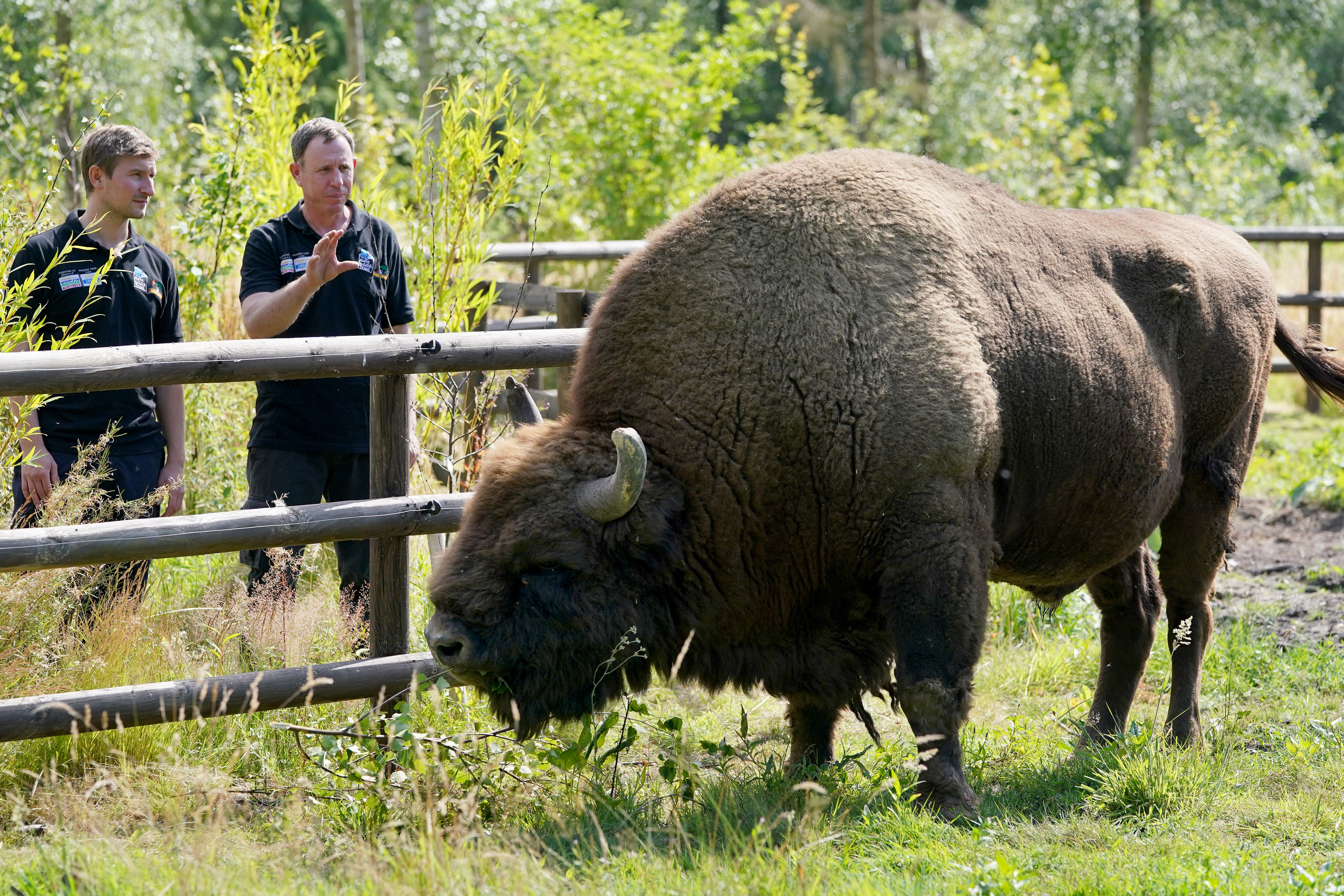 Kent Wildlife Trust wants to use the money to grow the space for its bison to roam (Gareth Fuller/PA)