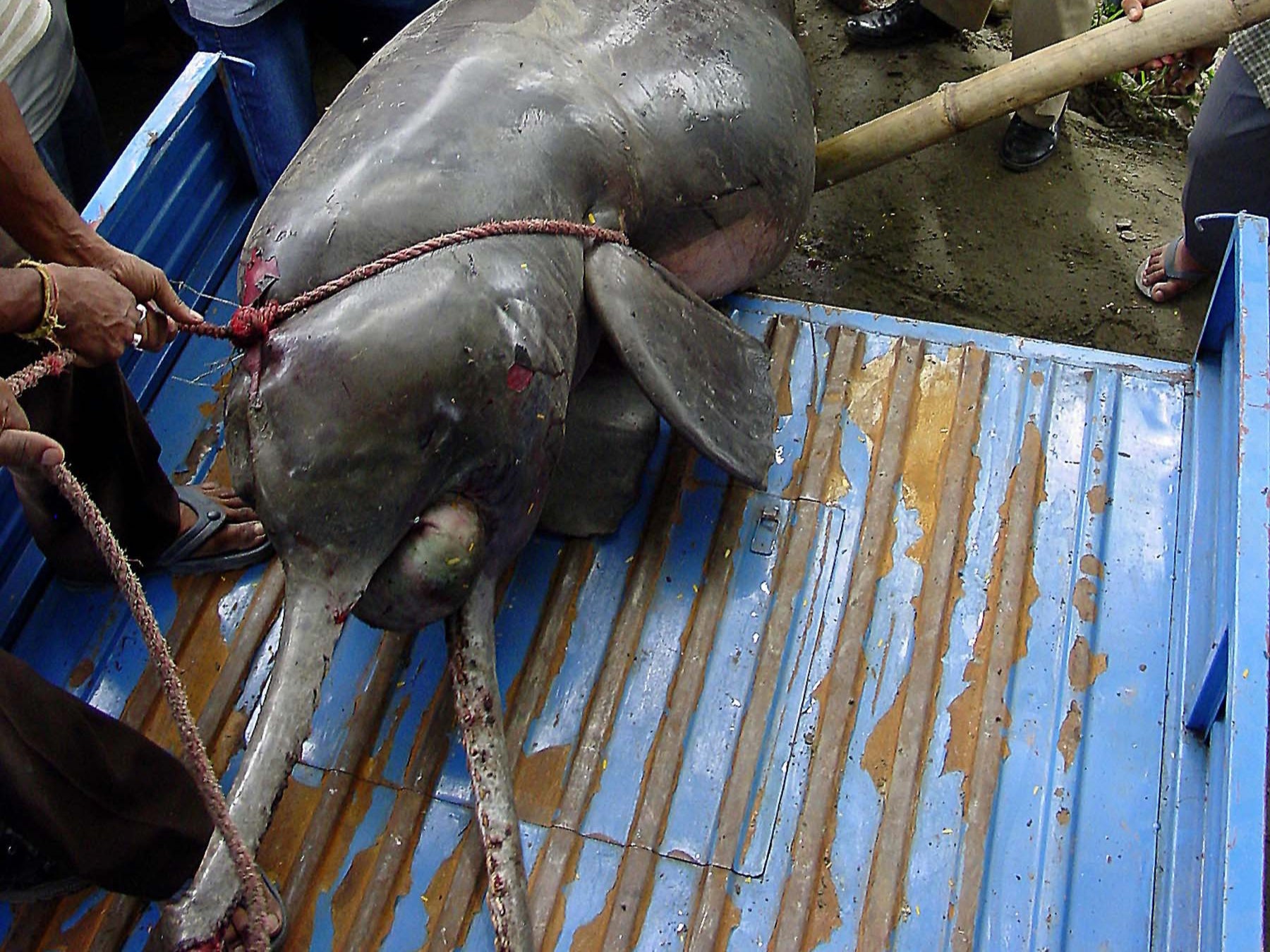 File: A rescued river dolphin in Guwahati, Assam