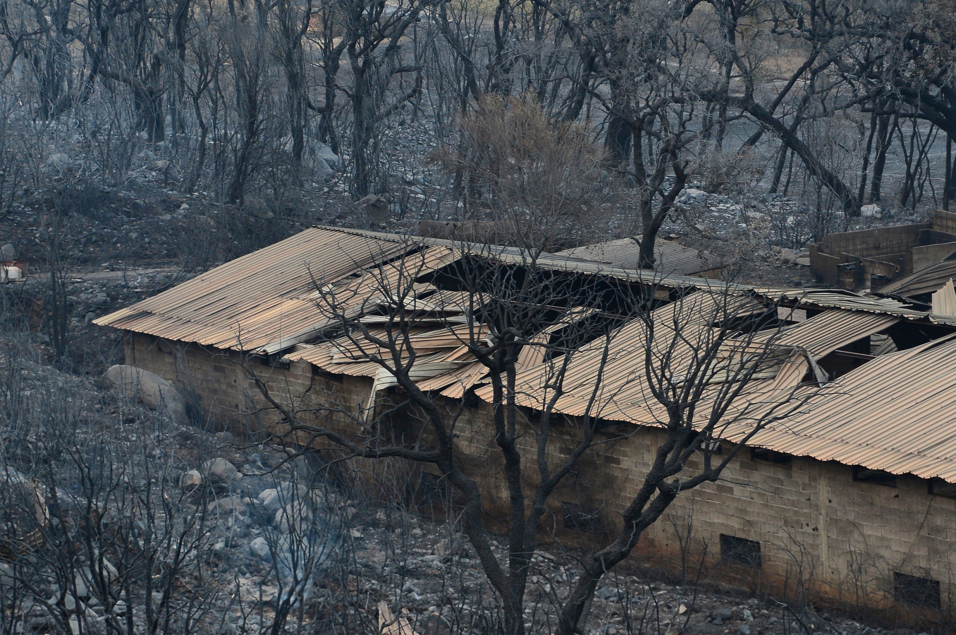 Algeria Wildfires