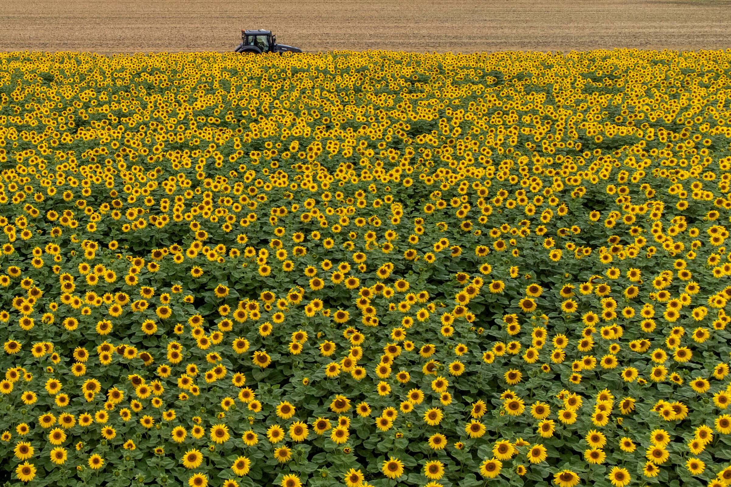 A tractor passes a field of blooming sunflowers near Derenburg, Germany