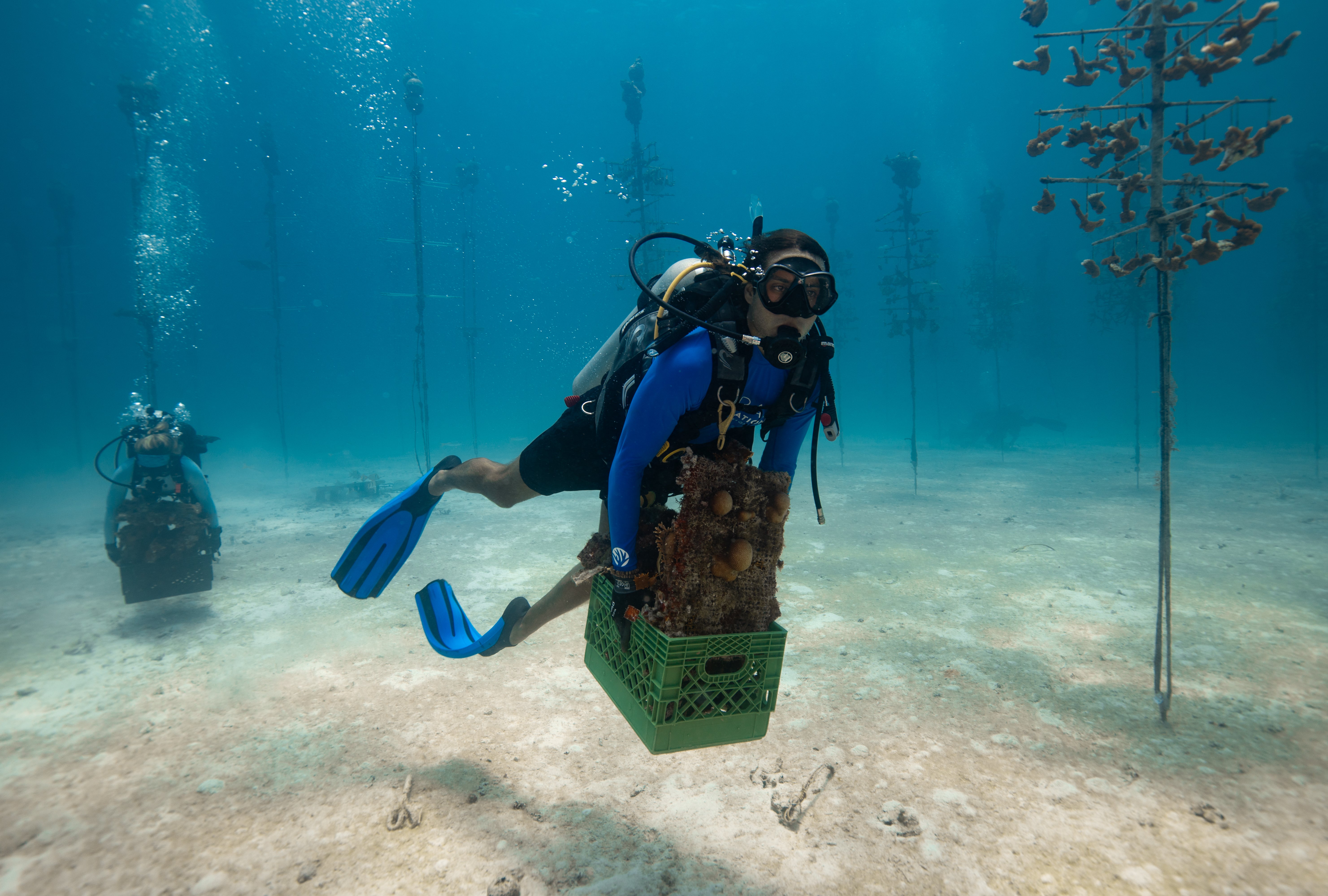 Team members with the Coral Restoration Foundation rescue the fragile species at the Tavernier Coral Tree Nursery in Florida on 23 July 2023