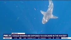 Thousands of ‘cocaine sharks’ could be eating drugs dumped off Florida coast