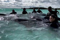 Volunteers help 45 pilot whales reach deeper waters after getting stranded on Australian beach