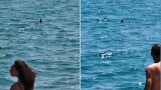 Shark lurks meters away from swimmers on French shore