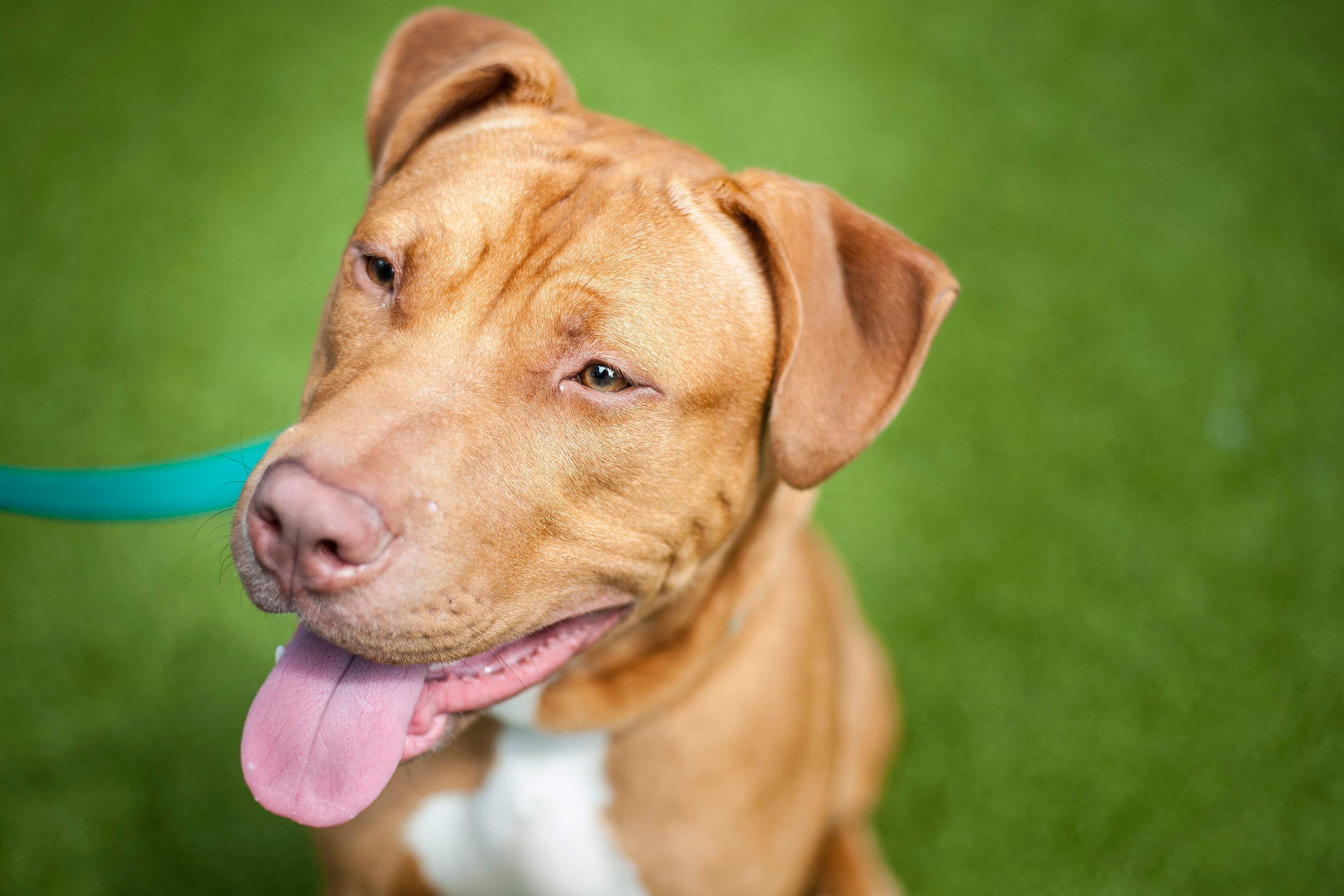 Young children were found to be less adept at identifying aggressive facial expressions of dogs (Lauren Hurley/PA)